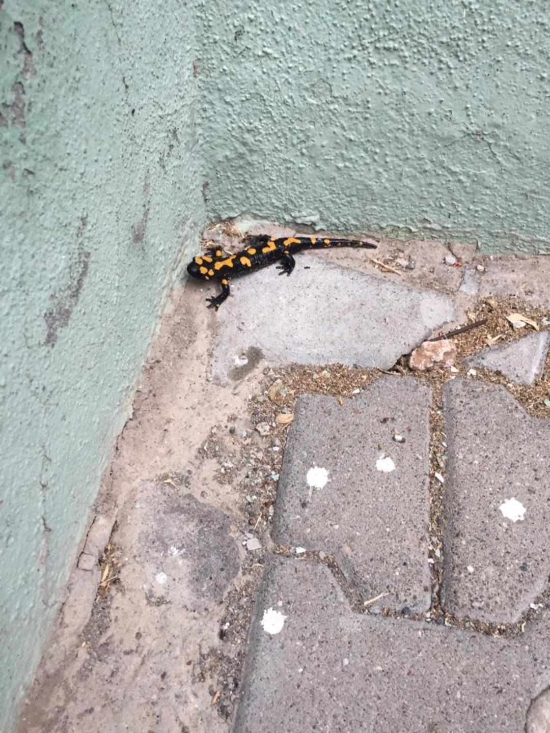 Besni il&ccedil;esinde Anadolu Semenderi g&ouml;r&uuml;ld&uuml;