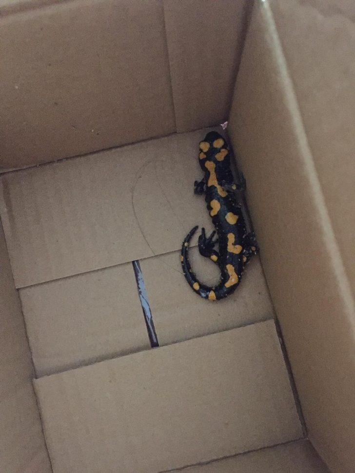 Besni ilçesinde Anadolu Semenderi görüldü G3