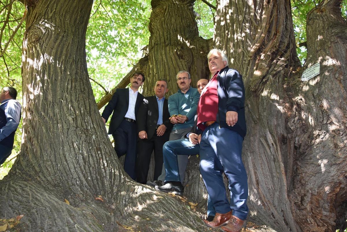 810 yıllık kestane ağacından hasat