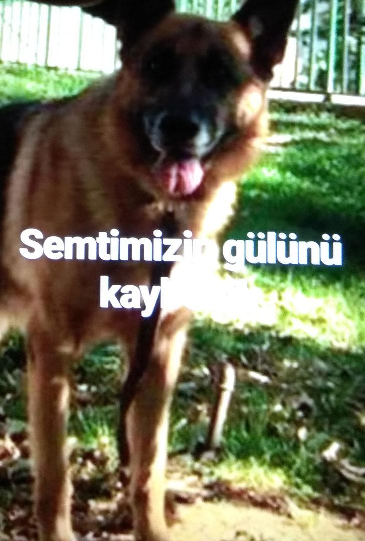 Beşiktaş'ta bir evin bahçesinde köpek kurşunlanarak öldürüldü G4