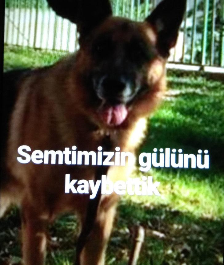 Beşiktaş'ta bir evin bahçesinde köpek kurşunlanarak öldürüldü G5