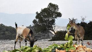 Bu adanın tek sahibi keçiler