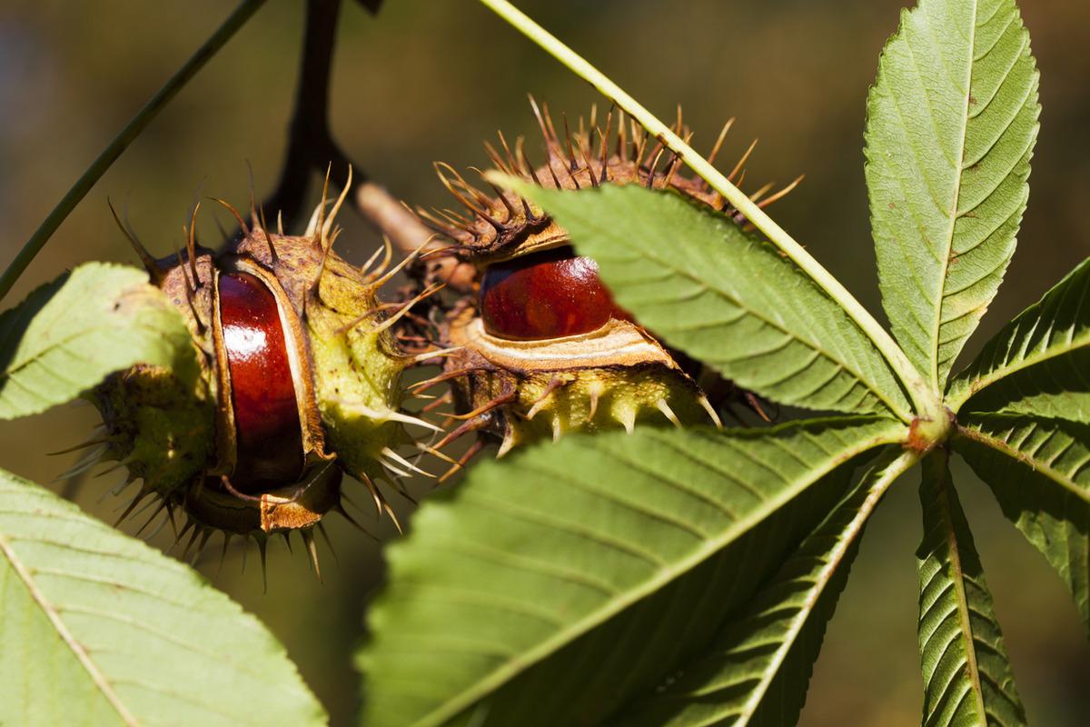 Kestaneyi geleneksel y&ouml;ntemle saklıyorlar