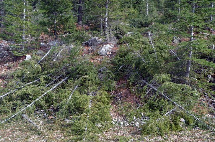 Tohum topları İbradı’ya bırakıldı G4