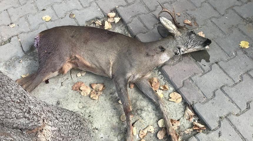 Koruma altındaki karacayı vurdular