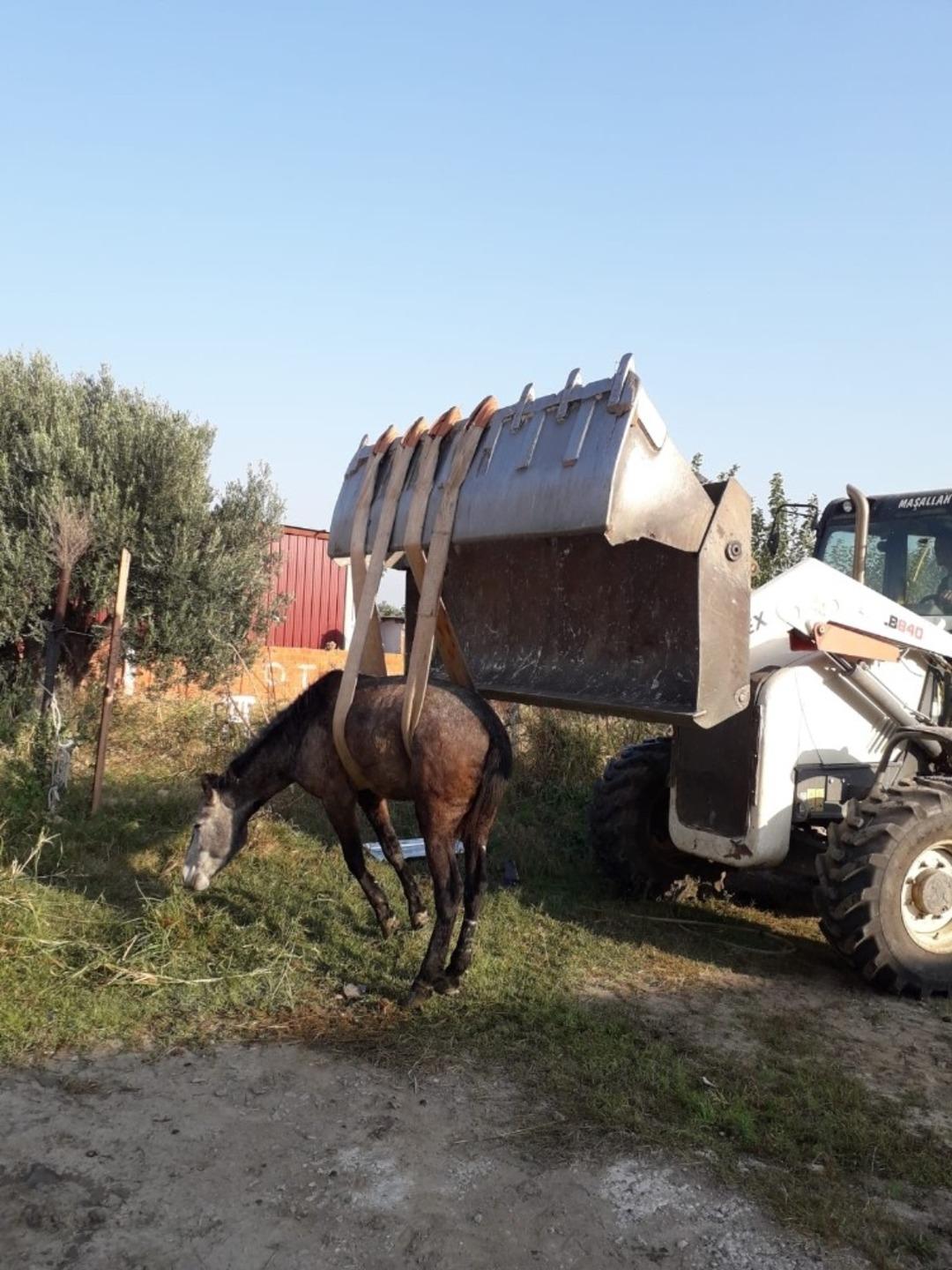 Burhaniye&rsquo;de kanala d&uuml;şen atı itfaiye kurtardı