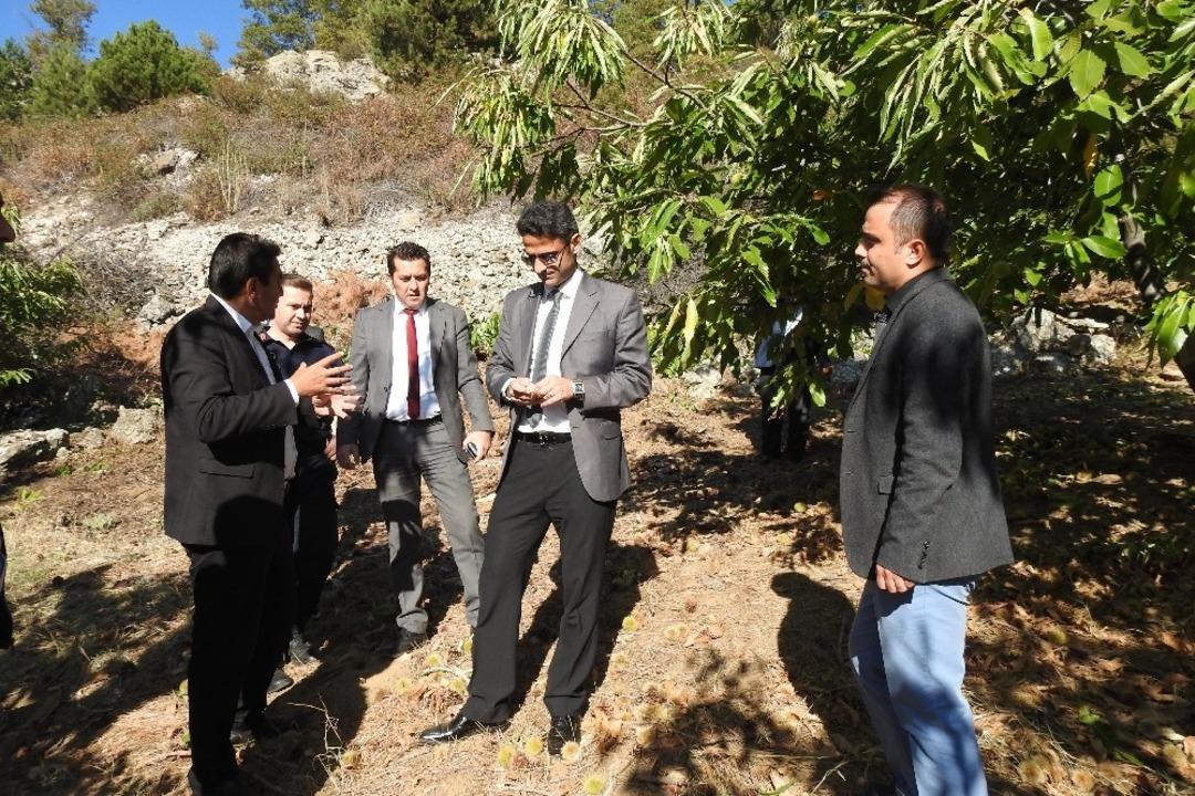 Demirci&rsquo;de kestane hasadı başladı