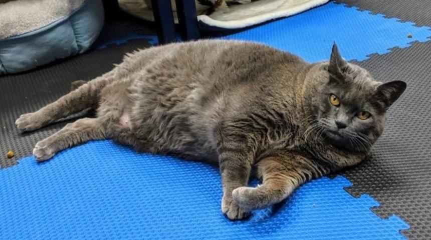 Spor yapmaktan kaçmak için bulduğu yolla viral olan obez kedi!