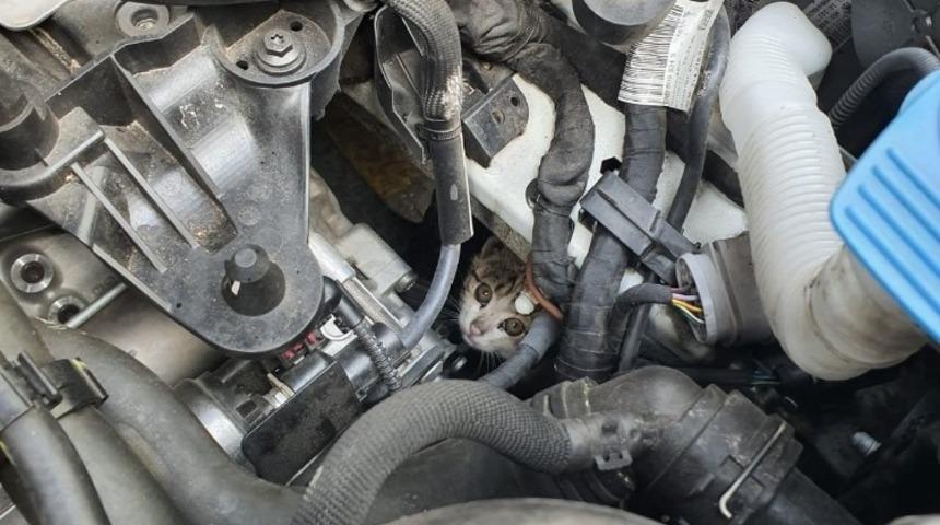 Otomobilin motor kısmına sıkışan yavru kediyi itfaiye kurtardı