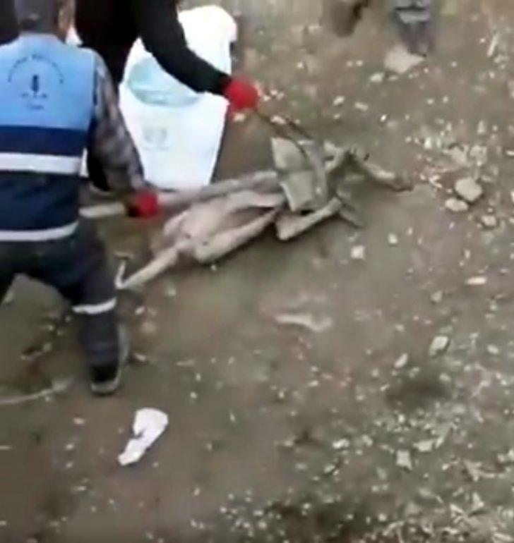 Köpeğe eziyet görüntüleri tepki çekmişti! Valilik harekete geçti G3