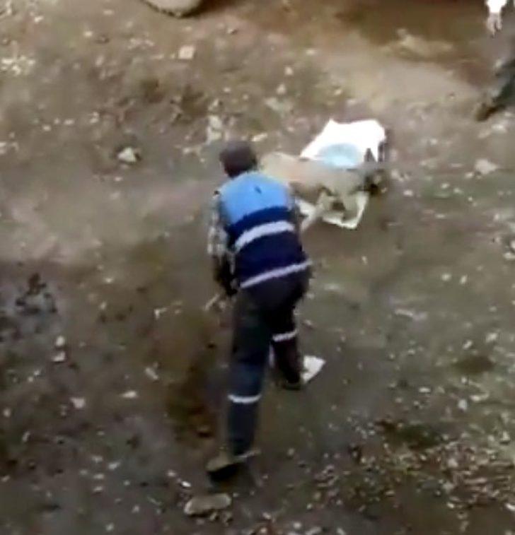 Köpeğe eziyet görüntüleri tepki çekmişti! Valilik harekete geçti G2