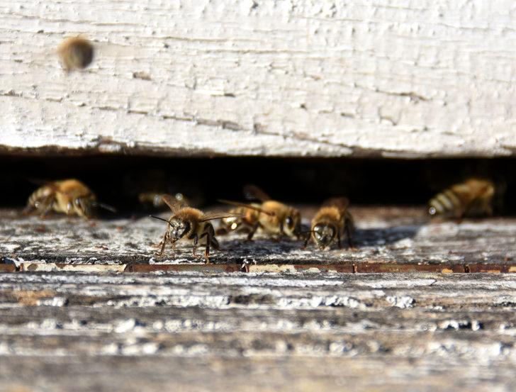 Siyah bal faydaları nelerdir? Kaz Dağları'nda üretilen 'mucize bal'ın sırrını anlattı G3