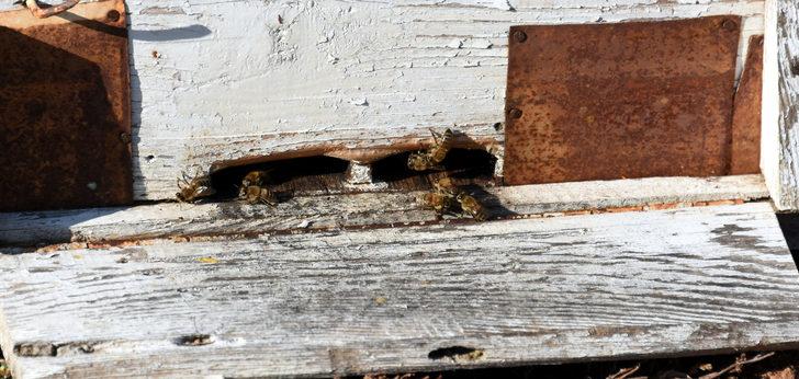Siyah bal faydaları nelerdir? Kaz Dağları'nda üretilen 'mucize bal'ın sırrını anlattı G4