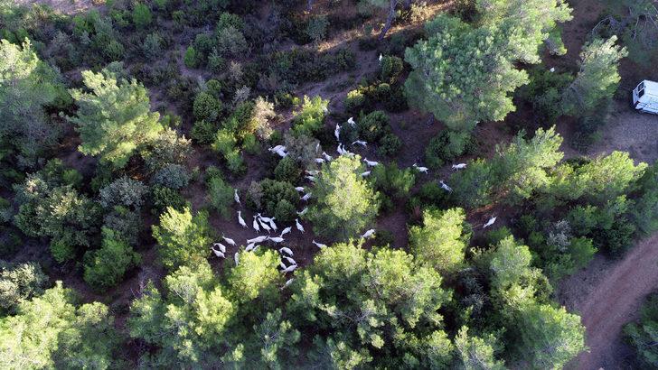 Siyah bal faydaları nelerdir? Kaz Dağları'nda üretilen 'mucize bal'ın sırrını anlattı G5