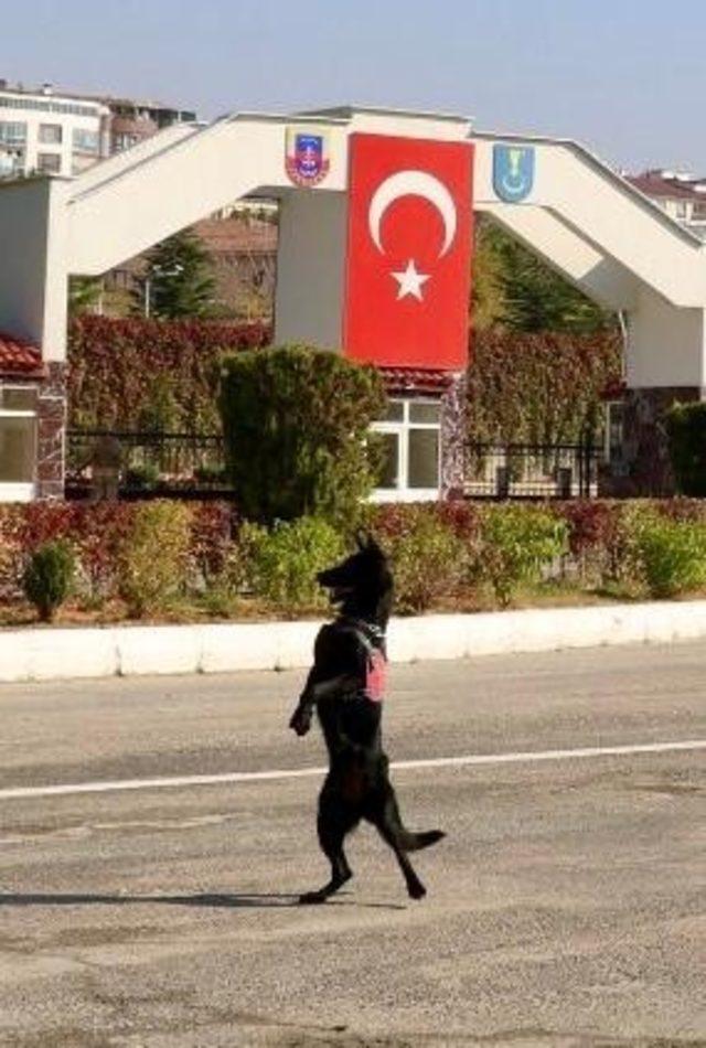 Uyuşturucu tacirleri Narkotik Köpeği 