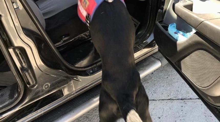 Uyuşturucu tacirleri Narkotik K&ouml;peği "Salgın"a takıldı