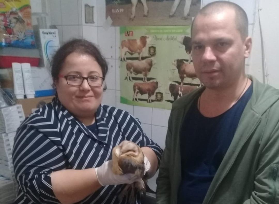 Yaralı baykuş tedavi altında