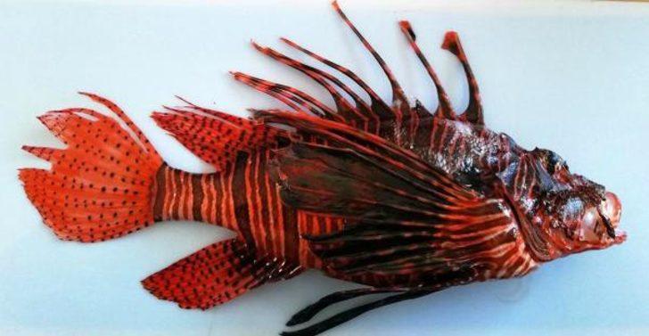 Antalya'da balıkçının ayağına düşen 'aslan balığı' öldürüyordu G3