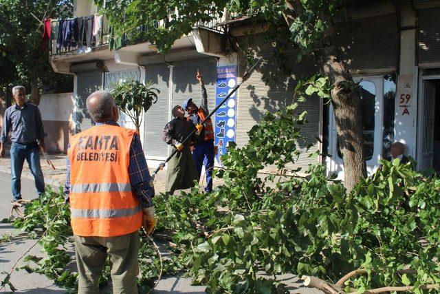 Kahta’da, ağaç budama çalışmalarına başlanıldı