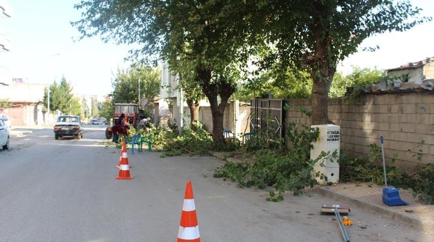 Kahta’da, ağaç budama çalışmalarına başlanıldı