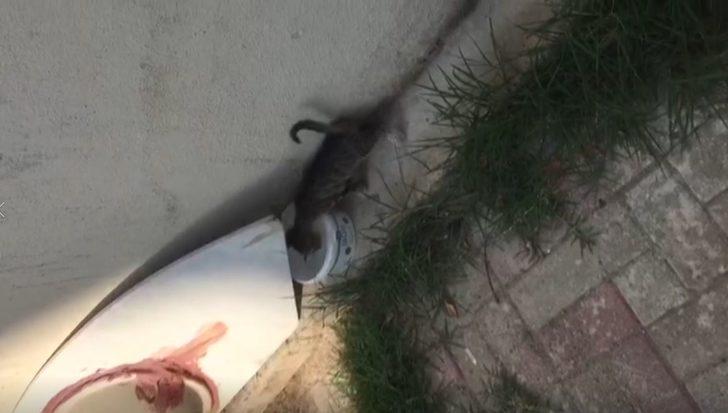 İzmir'de yavru kediyi tekmeleyerek öldüren kişi yakalandı G5