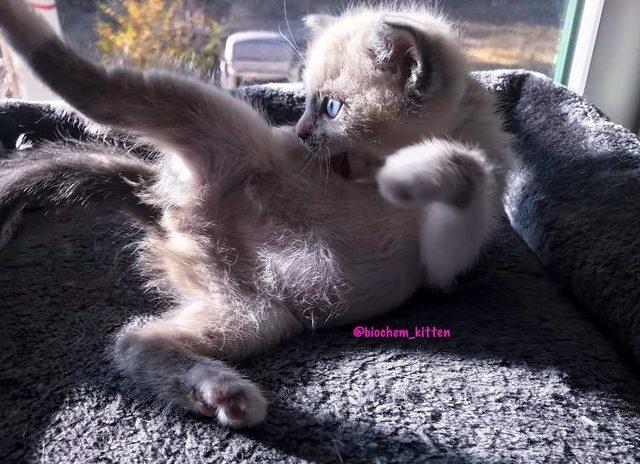 adorable-kitten-posing-smiling-blossom-lauren-boutz-12-5dbaa051cc84d__700