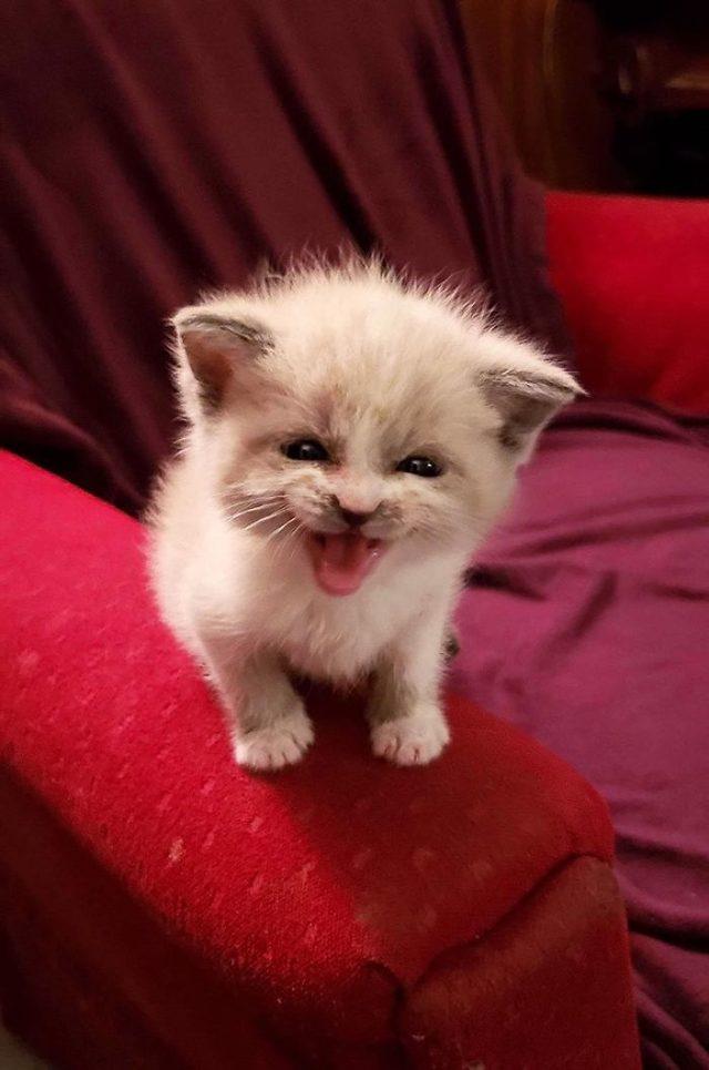 adorable-kitten-posing-smiling-blossom-lauren-boutz-18-5dba9fcab672d__700