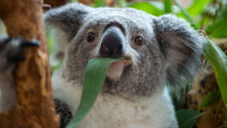Avustralya'da orman yangınları: 'Yüzlerce koala ölmüş olabilir'