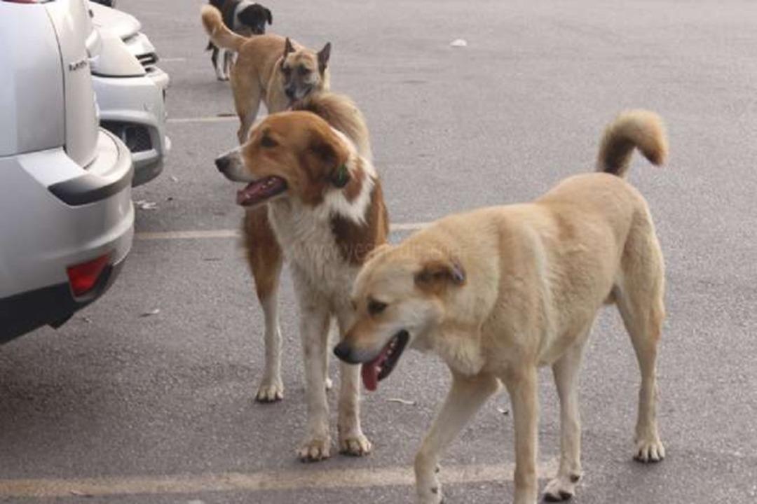 Silvan&rsquo;da başı boş gezen k&ouml;pekler vatandaşları korkutuyor