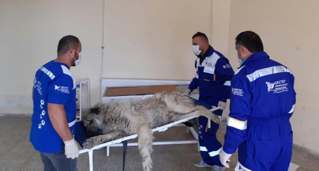 Hakkari&rsquo;de sokak hayvanın bakım ve tedavileri yapıldı