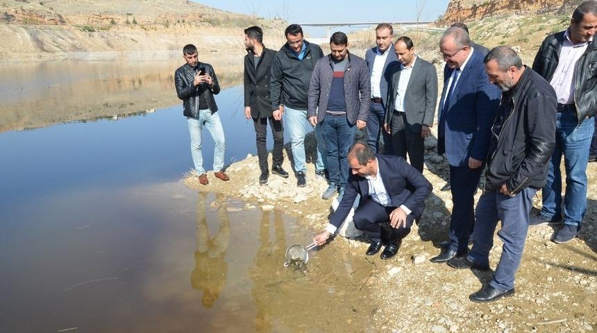 Beylerderesi g&ouml;letine 10 bin sazan bırakıldı