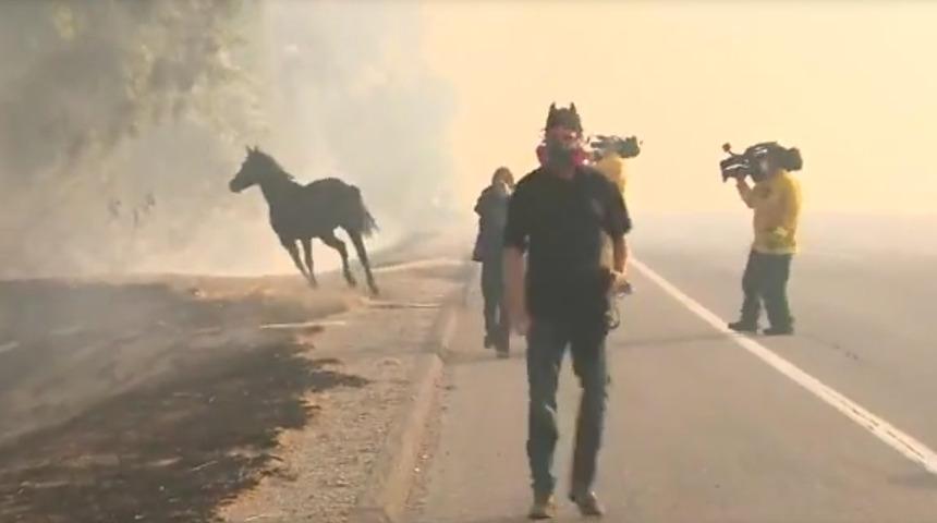Ailesi yangının içinde kalan at, dumanların arasına daldı