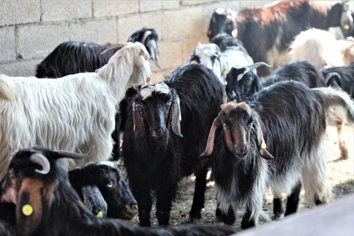 Muğla Büyükşehirden kadın üreticilere “Kıl Keçisi” desteği G2