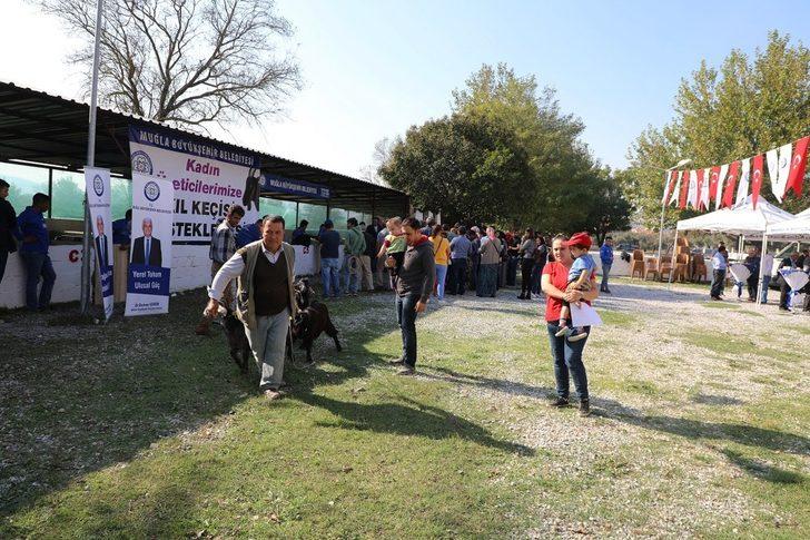 Muğla Büyükşehirden kadın üreticilere “Kıl Keçisi” desteği G3