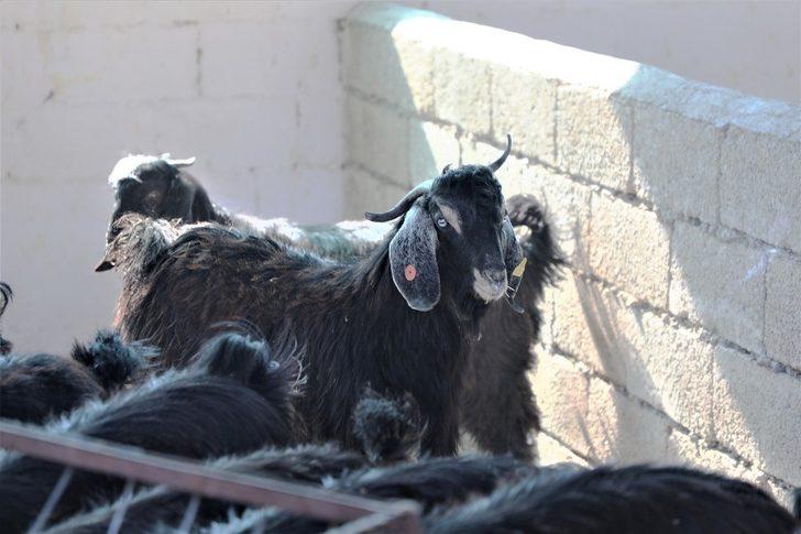 Muğla Büyükşehirden kadın üreticilere “Kıl Keçisi” desteği G4