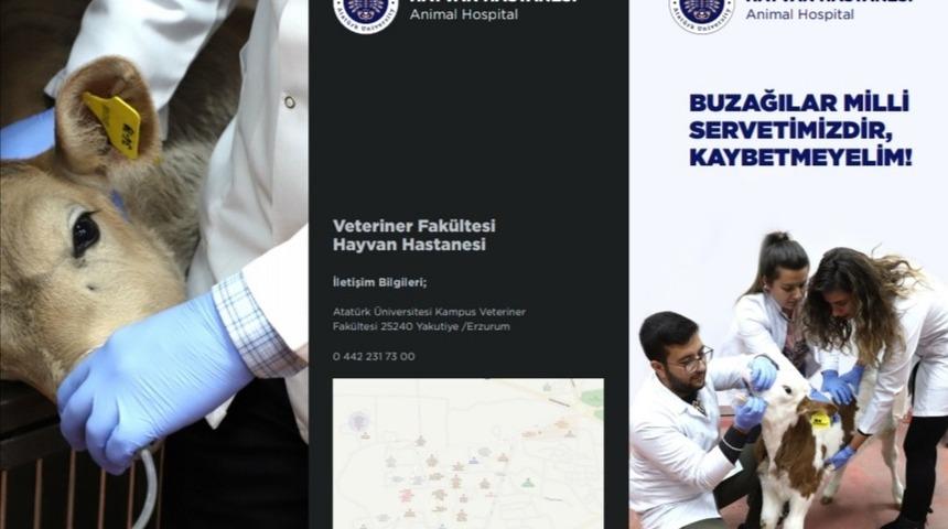 Narman&rsquo;da buzağı &ouml;l&uuml;mlerinin engellenmesi i&ccedil;in &ccedil;alışma başlatıldı