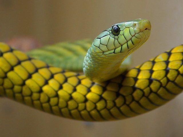 snake-3237_960_720