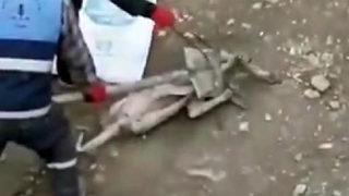 Bulanık'ta köpeğe eziyet görüntüleri infial yaratmıştı! Flaş gelişme