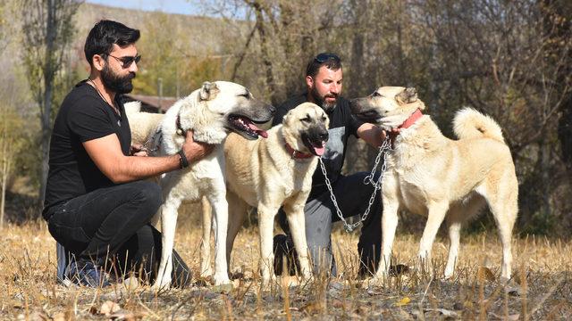 Kangal köpekleri 'doğal terapi' sağlıyor