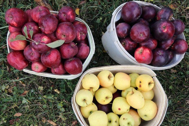 Meyveciliği hobiden ticarete dönüştürdü G1