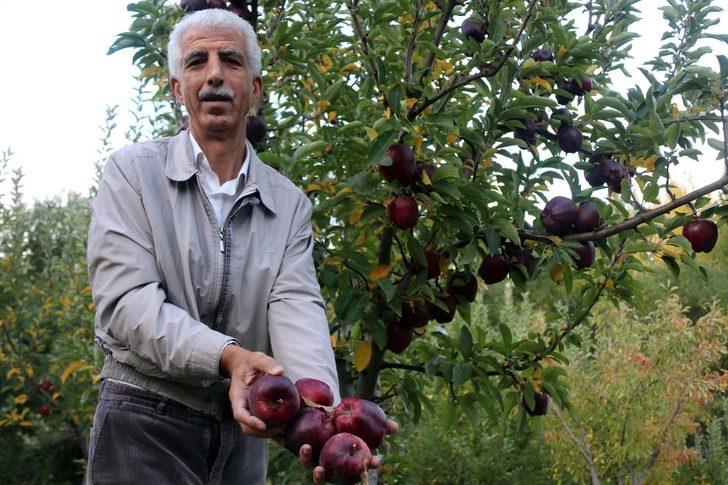 Meyveciliği hobiden ticarete dönüştürdü G2