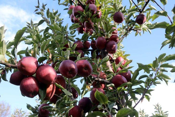 Meyveciliği hobiden ticarete dönüştürdü G4