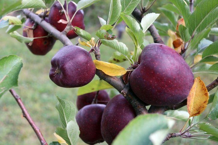 Meyveciliği hobiden ticarete dönüştürdü G5