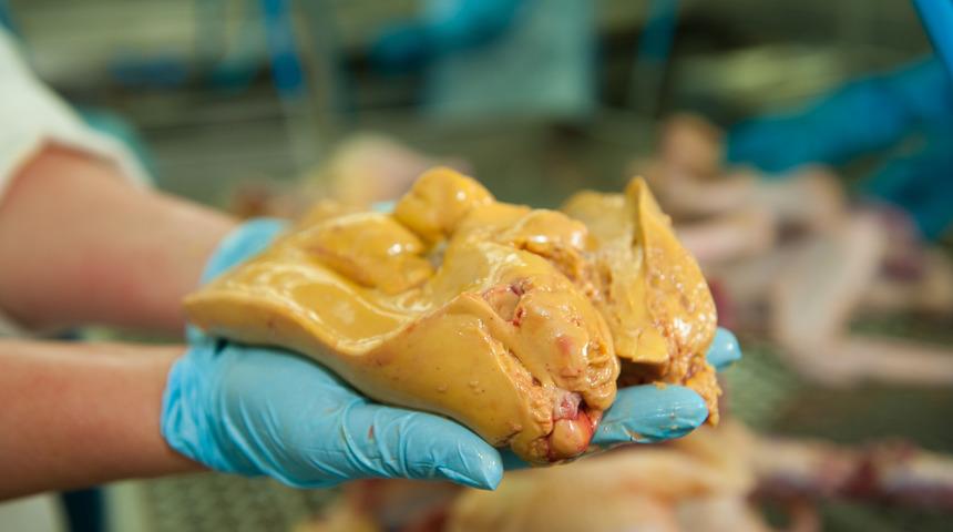 New York Belediyesi boğazlarına boru sokularak zorla beslenen kazlardan elde edilen kaz ciğerini yasaklıyor