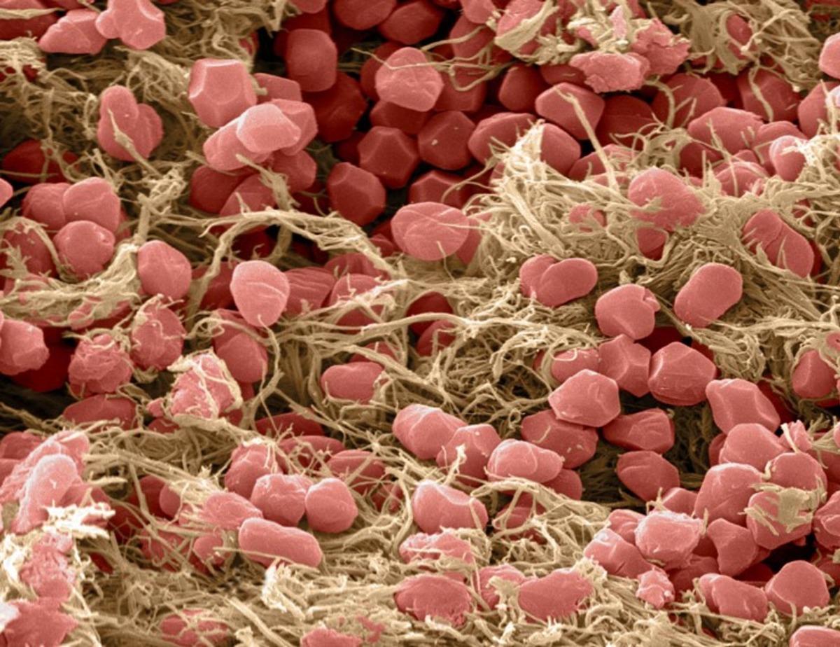 T&uuml;rkiye'nin ilk milli ilacı, d&uuml;nyanın yarasını saracak!