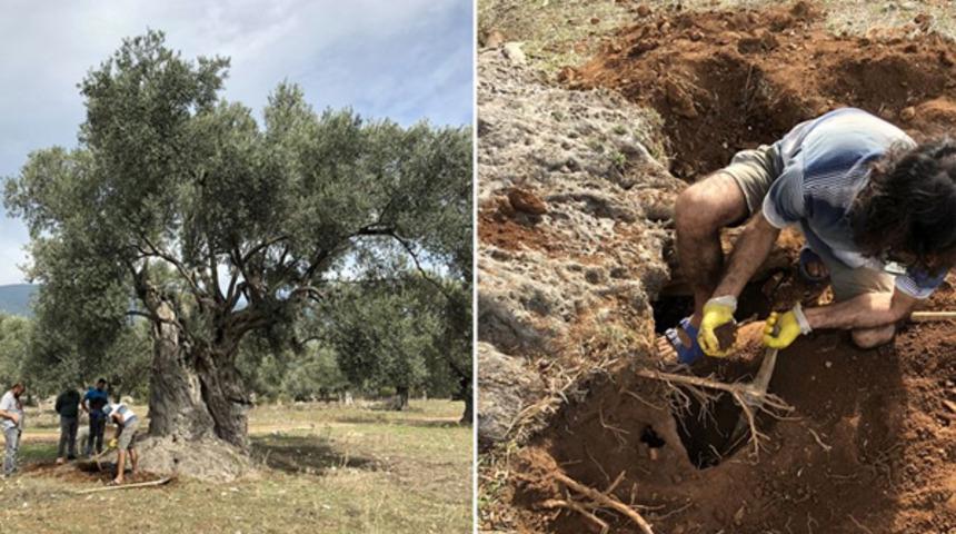 Zeytin ağacının yaşı 'lüminesans' yöntemiyle tespit edildi