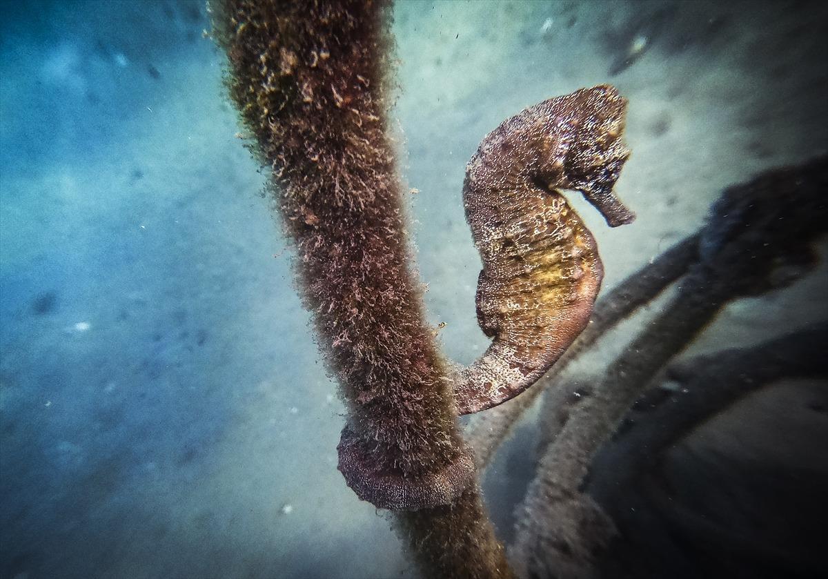 Keşif meraklılarının Akdeniz'deki evi: Olympos