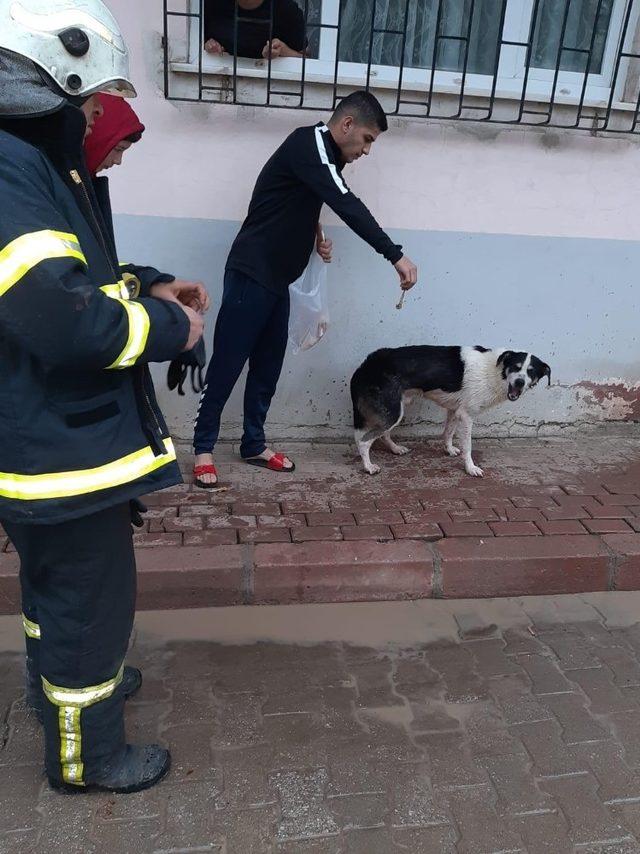 Mahsur kalan köpeği itfaiye ekipleri kurtardı