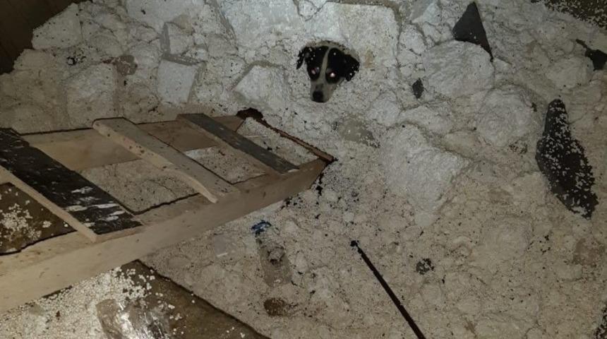 Ordu'da mahsur kalan k&ouml;peği itfaiye ekipleri kurtardı