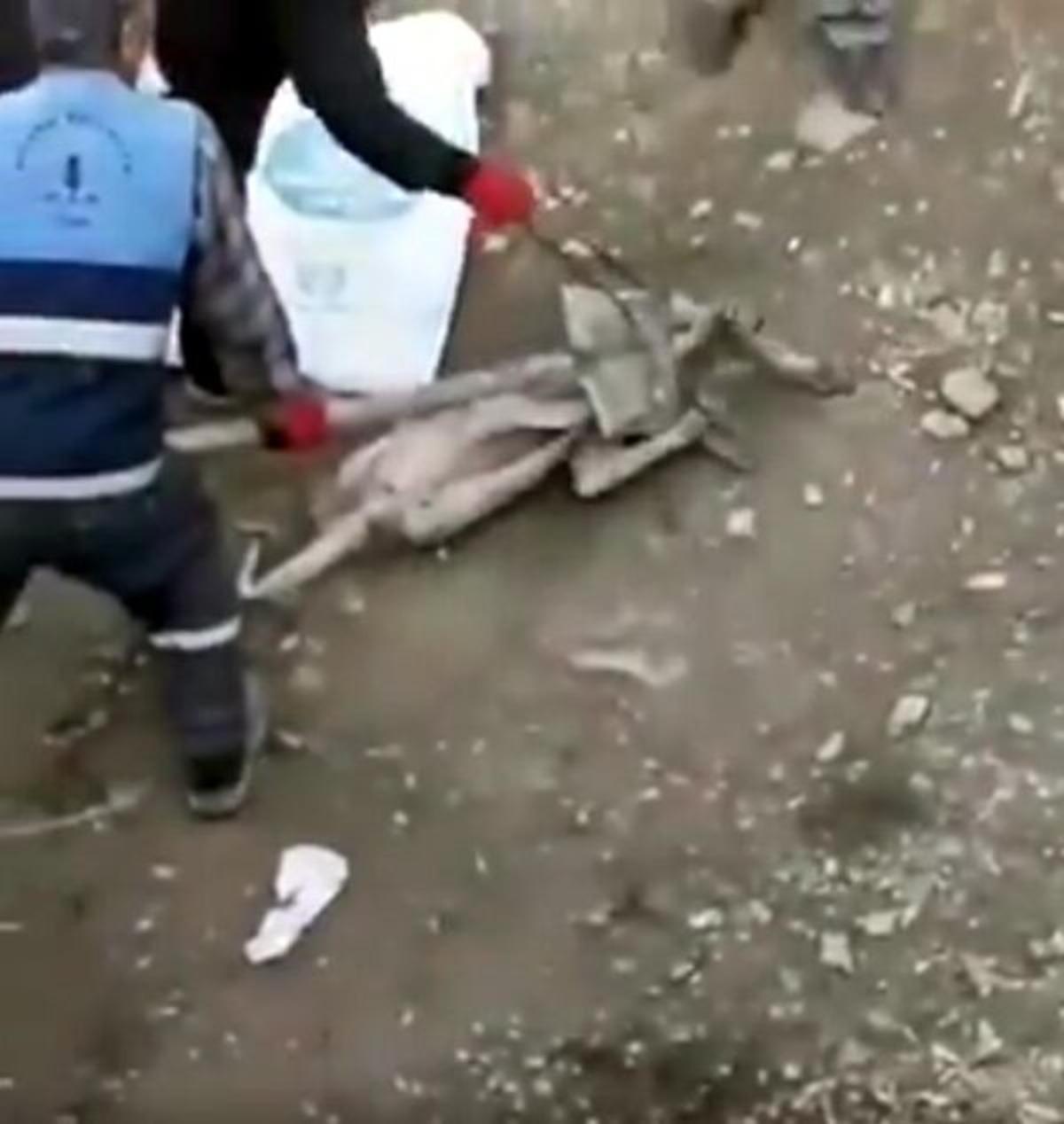 Muş'ta eziyet edilen k&ouml;pek bulundu! Belediye personelleri a&ccedil;ığa alındı